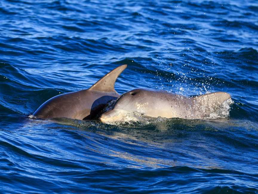 Dolphin Watch Cruises, Huskisson, NSW