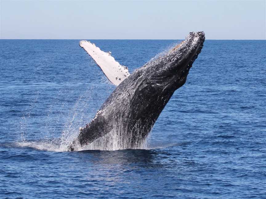 Tangalooma Island Resort Whale Watching Cruise, Brisbane, QLD