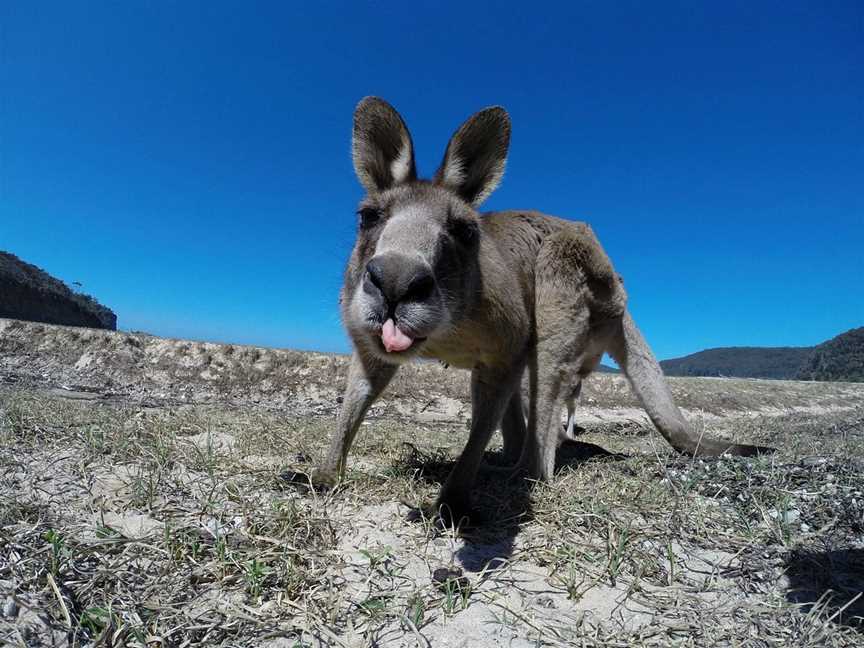 Sydney Wildlife Tours - Day Tours, Sydney, NSW