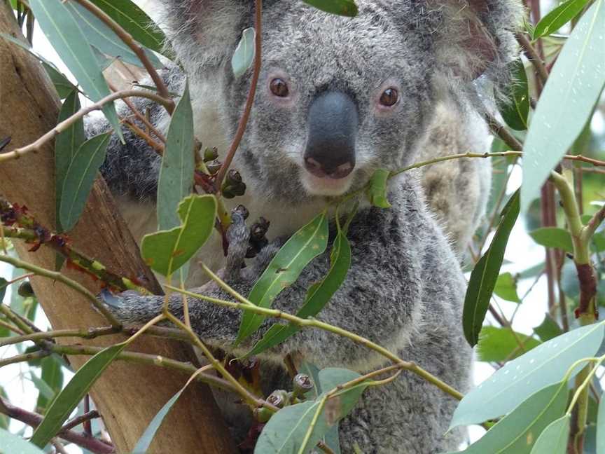 Sydney Wildlife Tours - Day Tours, Sydney, NSW