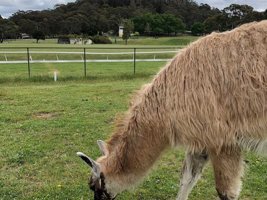 Hanging Rock Llama Treks, Woodend, VIC