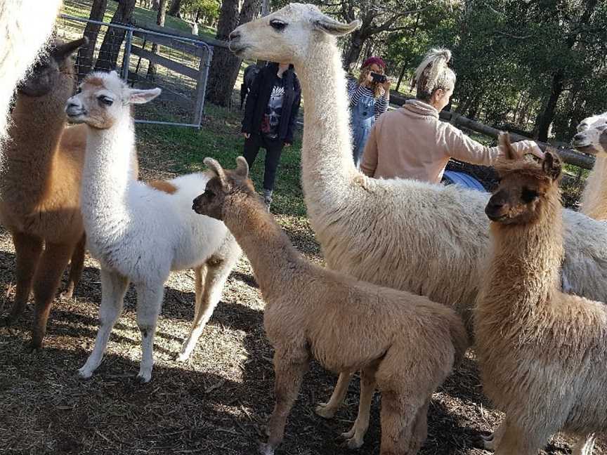 Hanging Rock Llama Treks, Woodend, VIC