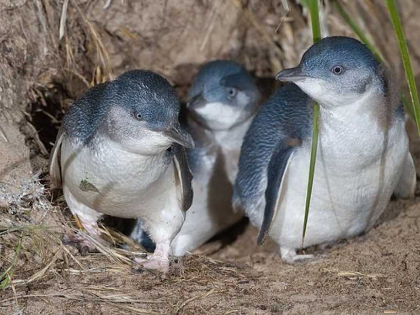 Posh Penguins - Exclusively Private Phillip Island Tours, Melbourne, VIC