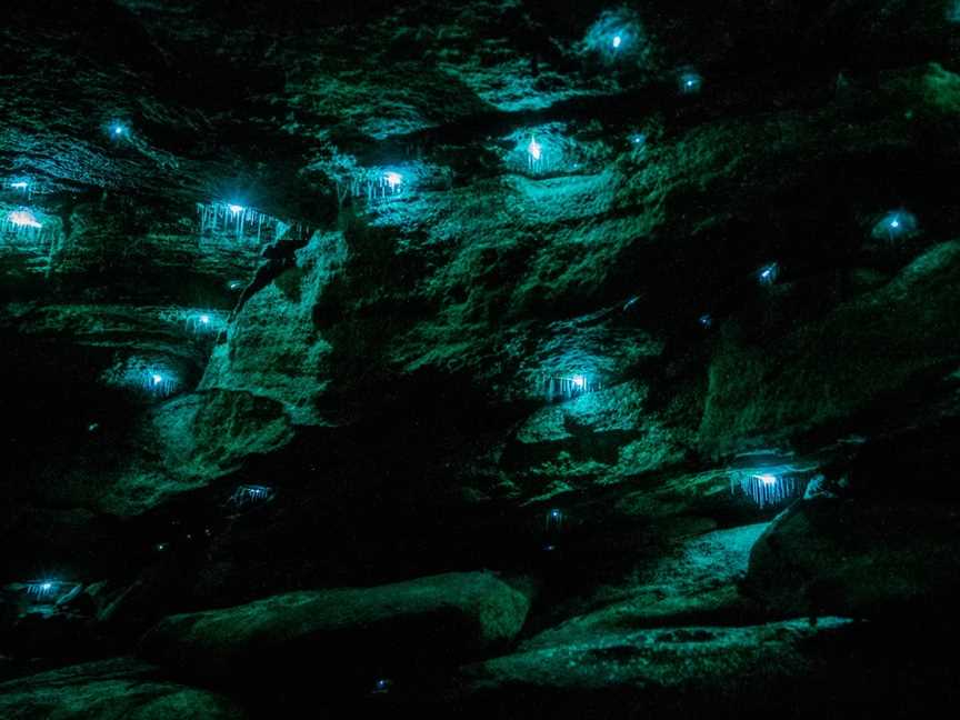 Blue Mountains Glow Worm Tours, Mount Tomah, NSW