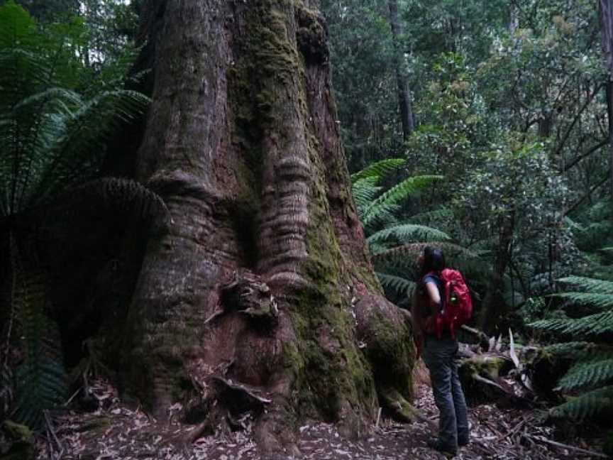 Giant Tree Expeditions, Hobart, TAS
