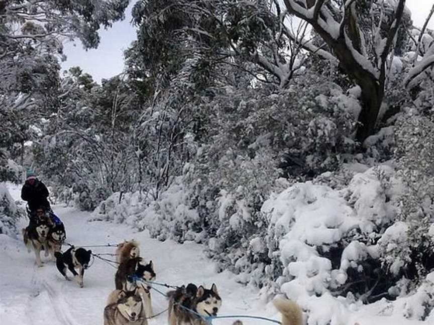 Howling Husky Sled Dog Tours, Mount Baw Baw, VIC