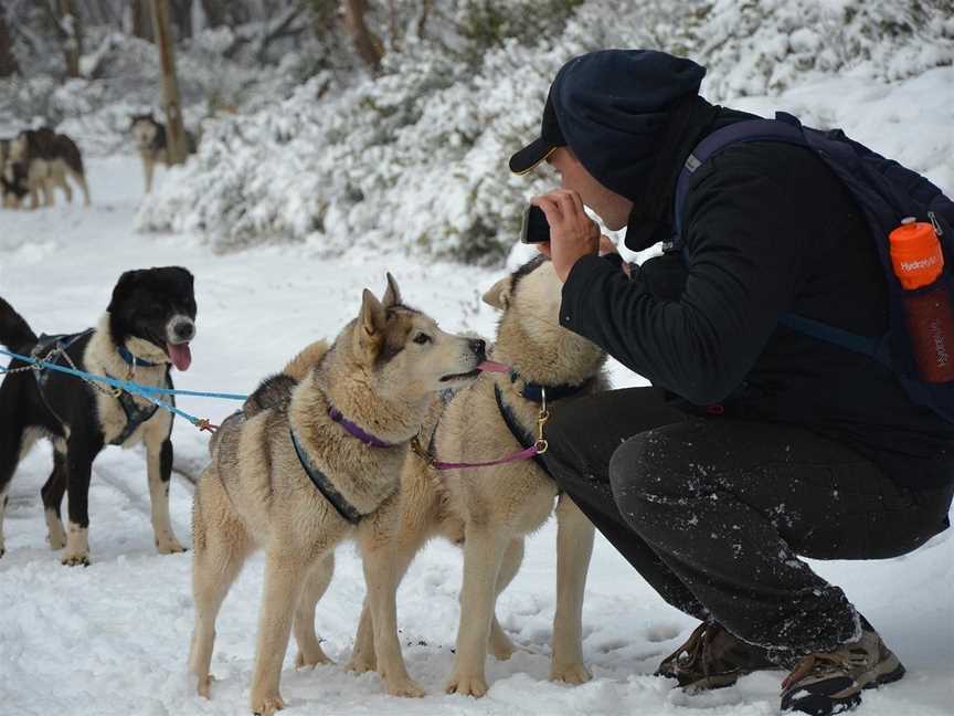 Howling Husky Sled Dog Tours, Mount Baw Baw, VIC