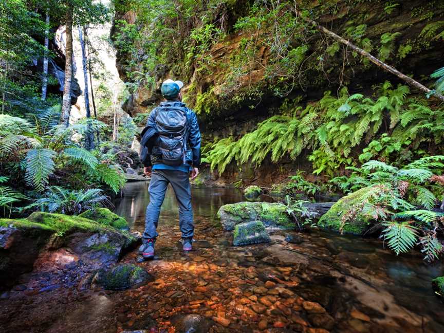 Mt Dan's Adventures, Blue Mountains National Park, NSW