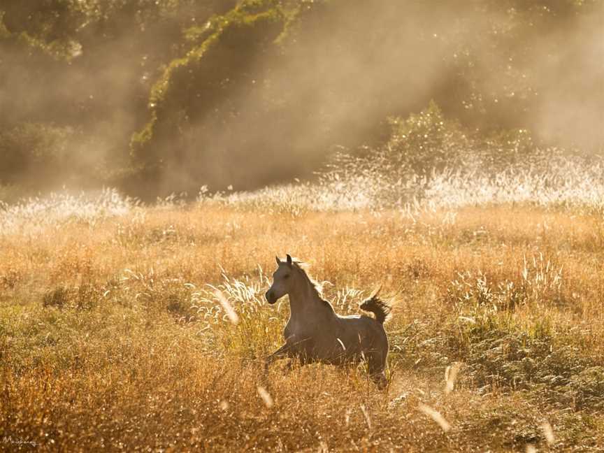 Southern Cross Horse Treks, Lorne, NSW