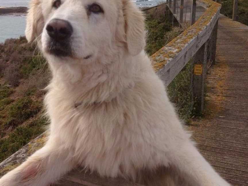 Middle Island Maremma Project, Warrnambool, VIC