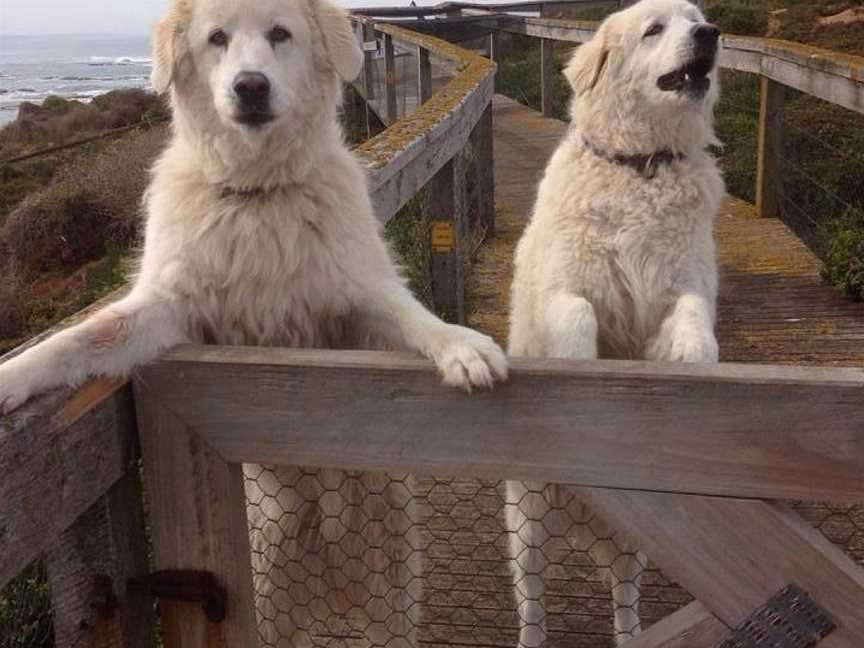 Middle Island Maremma Project, Warrnambool, VIC