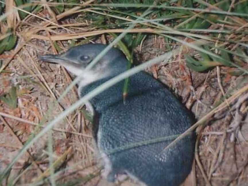 Wynyard Penguin Tours, Wynyard, TAS