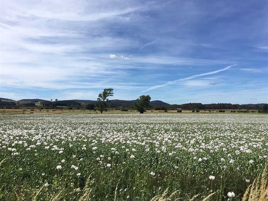 Daming Tours - Day Tours, Launceston, TAS