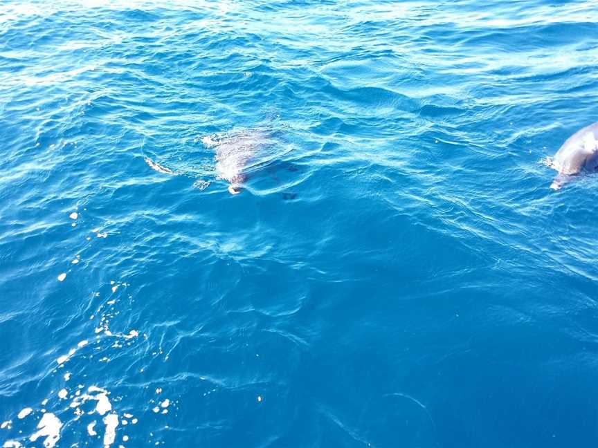 Fishing Offshore Noosa, Noosaville, QLD