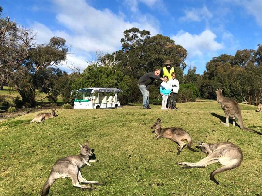 Kangaroo Viewing Tours Anglesea, Anglesea, VIC