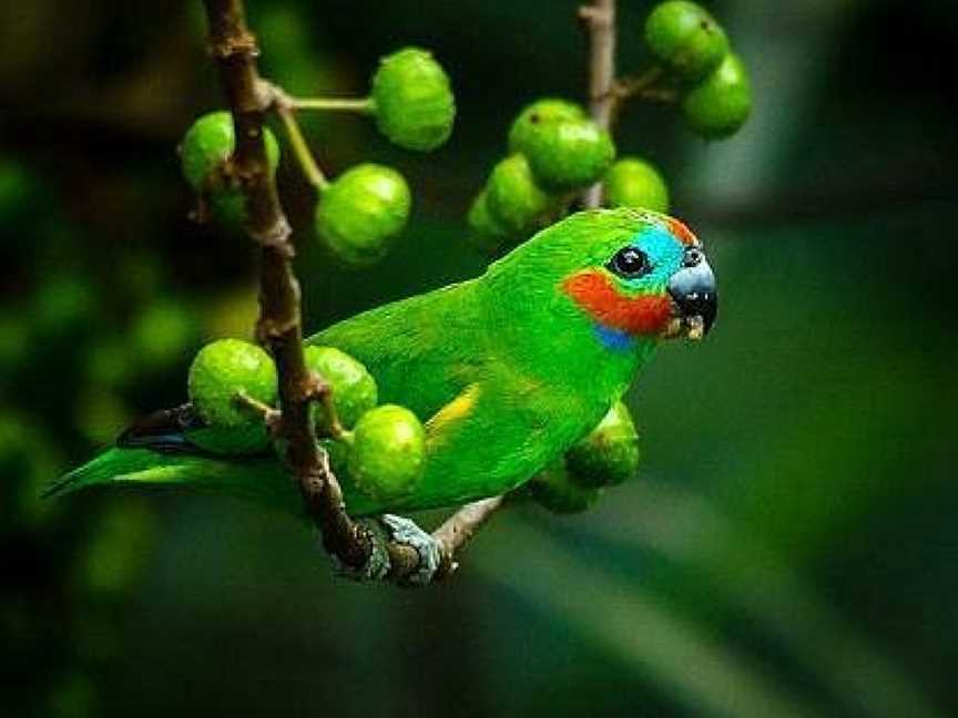 Daintree Bird Walk, Daintree, QLD