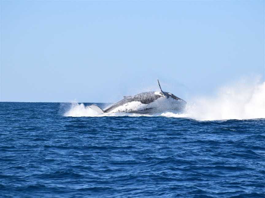 Noosa Whale Watching Centre, Noosa Heads, QLD