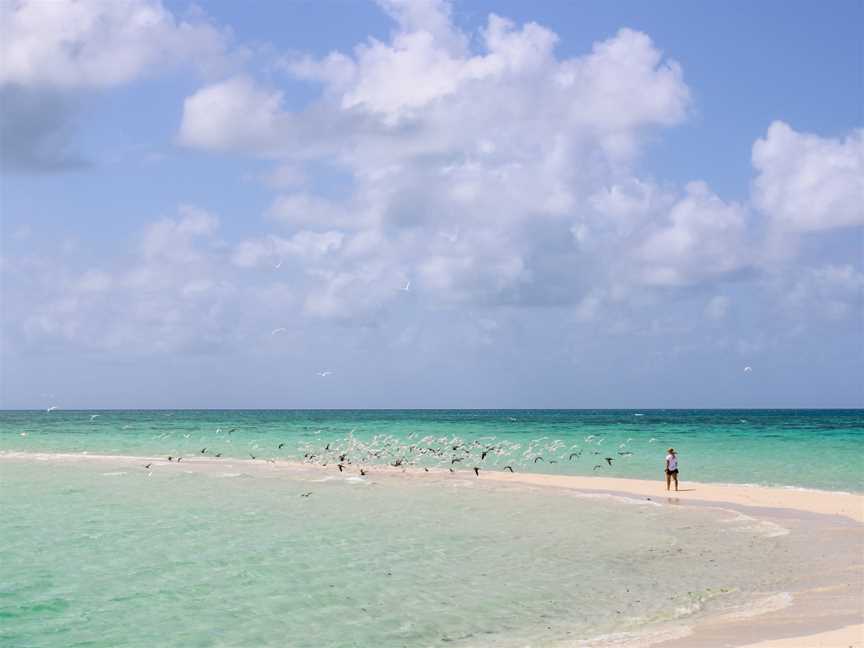 Coral Geographer, Cairns City, QLD