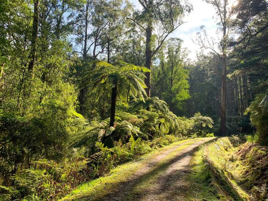 Bike and Hike Warburton Adventures, Warburton, VIC