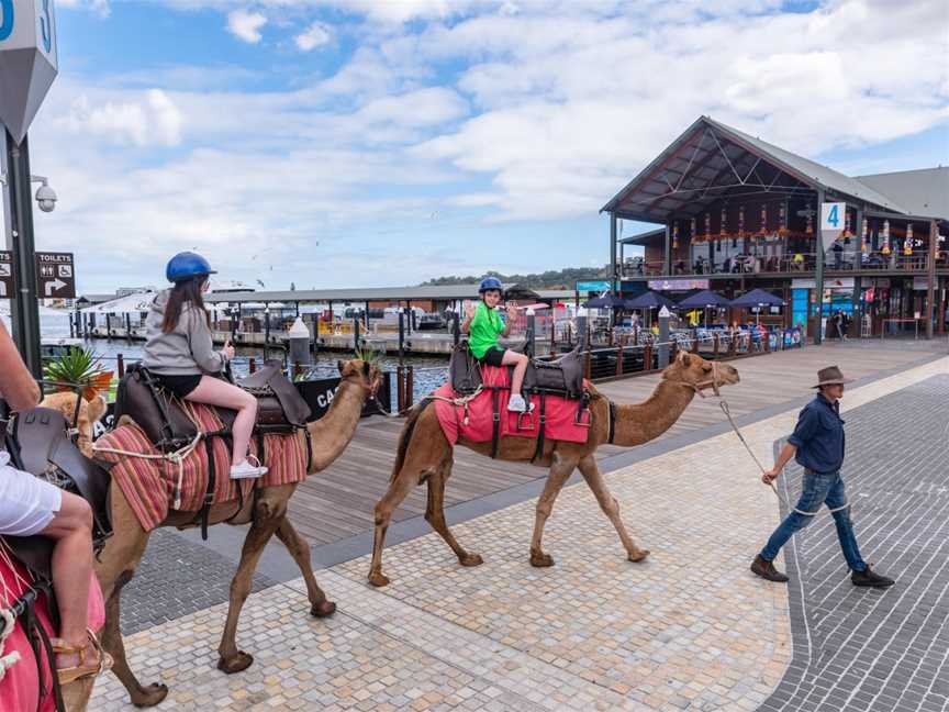 Camel West, Perth, WA