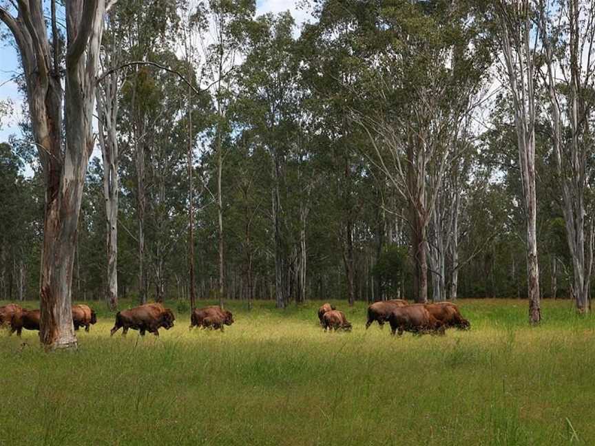 Aranyani Bison Adventure Tourist Park, Myrtle Creek, NSW