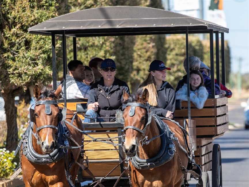 carriage rides, Mudgee, NSW