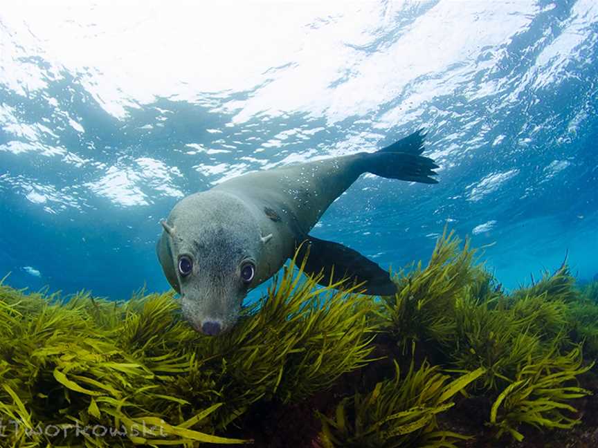 Seal Dive Site, Narooma, NSW