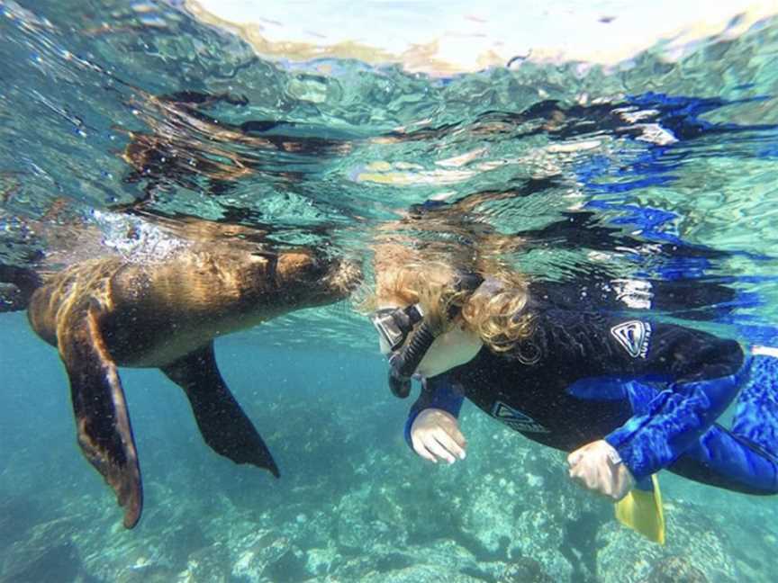 Seal Swim Australia, Narooma, NSW