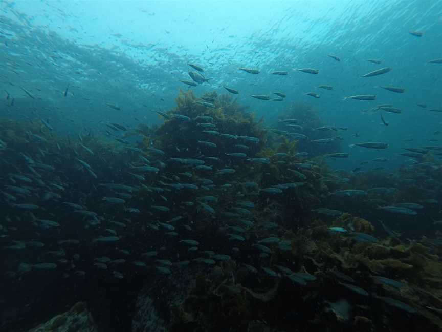 Dive Eden, Eden, NSW