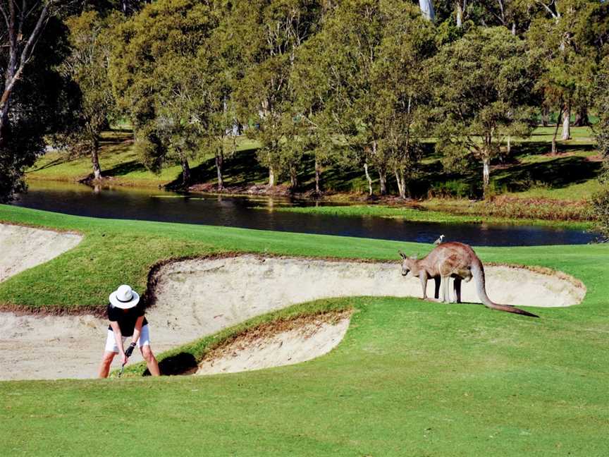 Golf & Tours Pty Ltd, Crows Nest, NSW