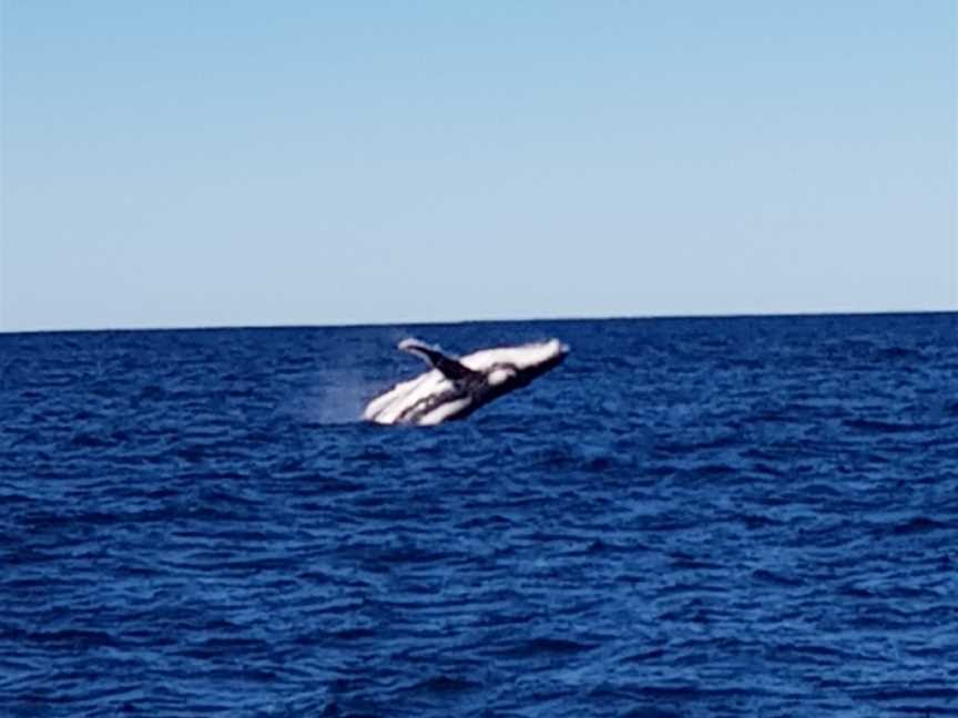 Yamba Whale Watch, Yamba, NSW