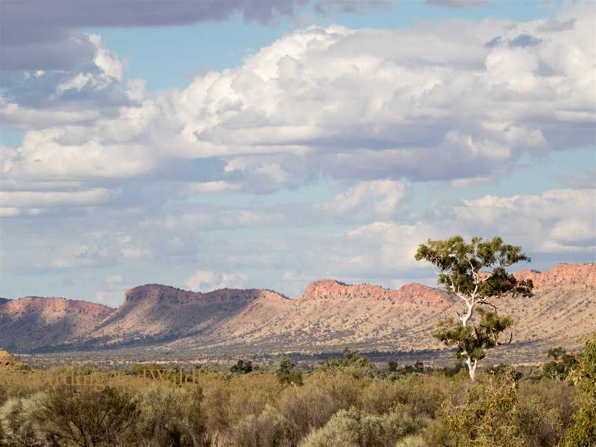 Birding and Wildlife, Alice Springs, NT