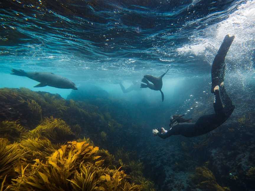 Underwater Safaris, Tours in North Narooma