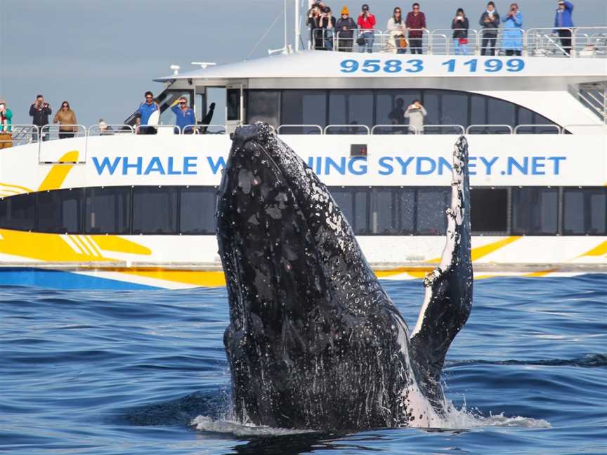 Whale Watching Sydney, Sydney, NSW