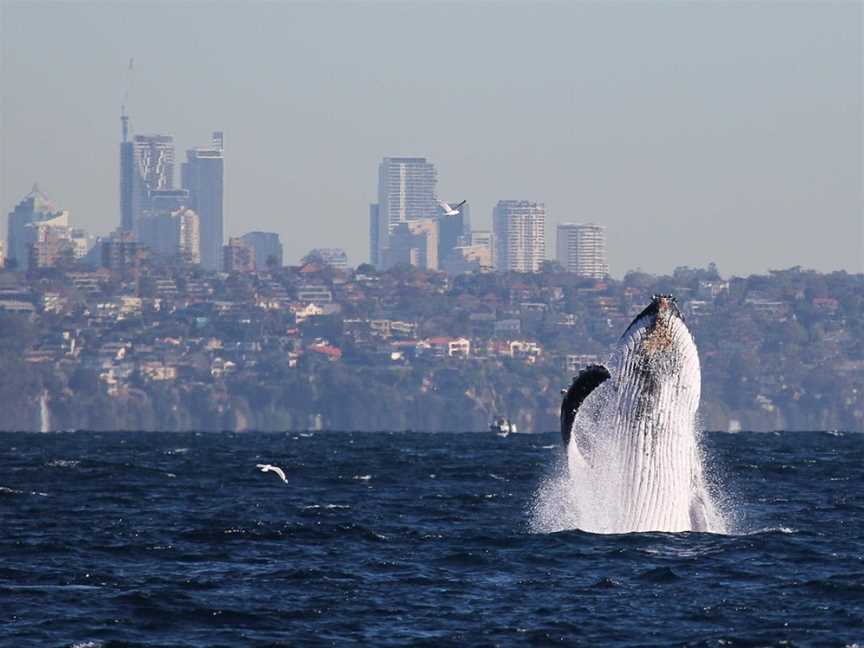 Manly Whale Watching, Manly, NSW