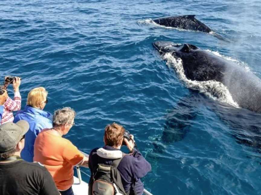 Cronulla Whale Watching, Cronulla, NSW