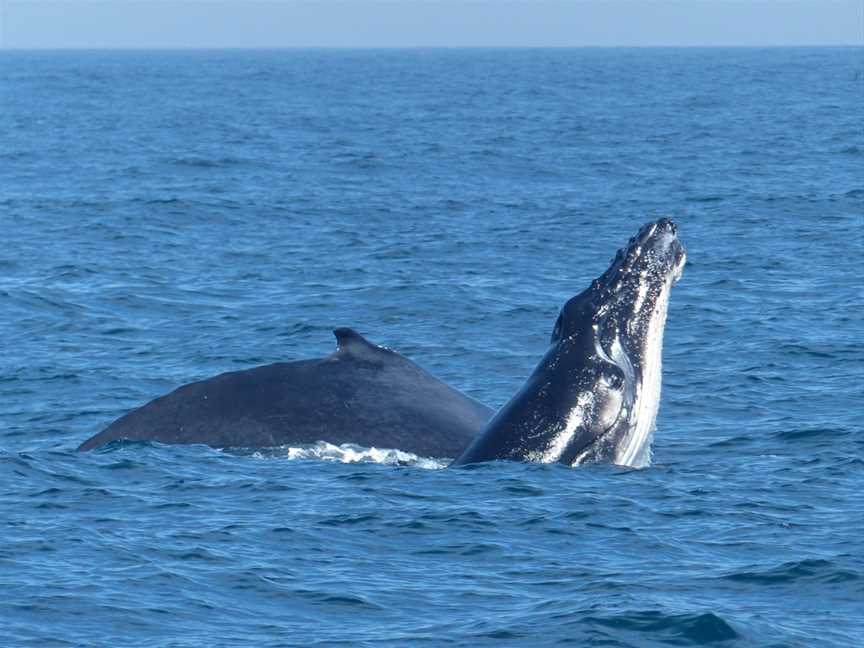 Oz Whale Watching, Sydney, NSW