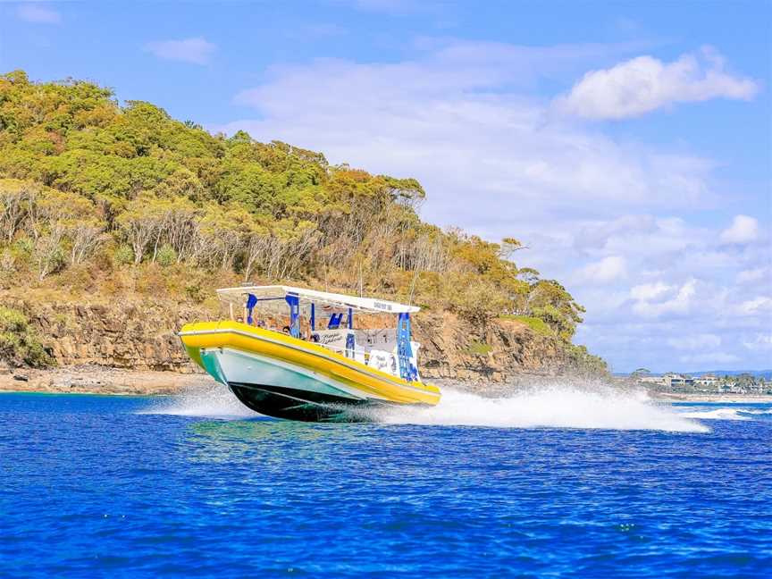 Noosa Wave Whale & Dolphin Adventures, Noosaville, QLD