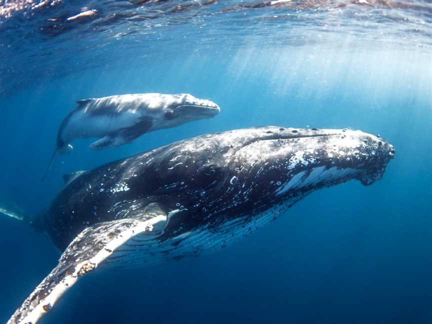 Whale One, Mooloolaba, QLD