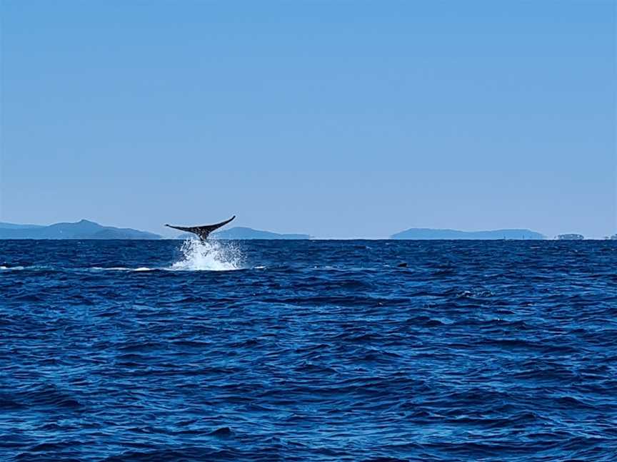 Whale One, Mooloolaba, QLD