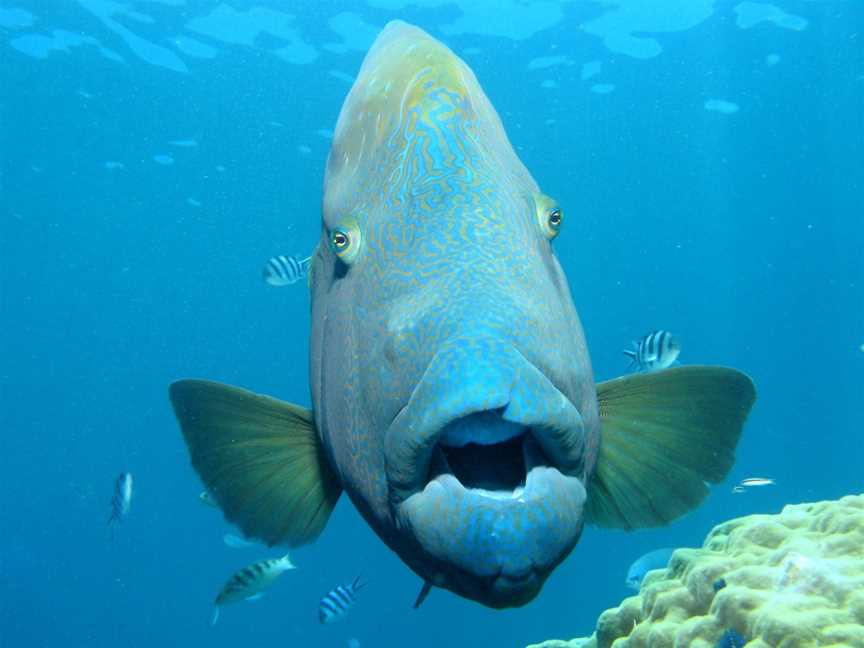 Calypso Reef Cruises, Port Douglas, QLD