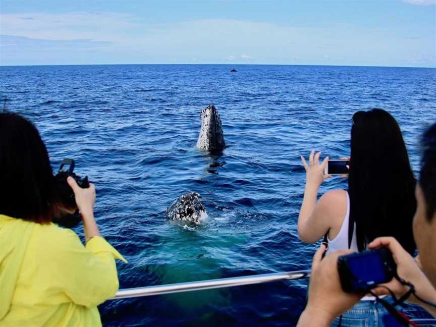 Whales In Paradise, Surfers Paradise, QLD