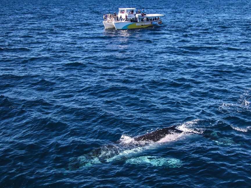 Whales In Paradise, Surfers Paradise, QLD