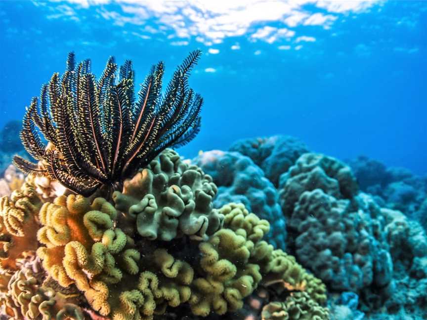 Liveaboard Diving, Cairns City, QLD