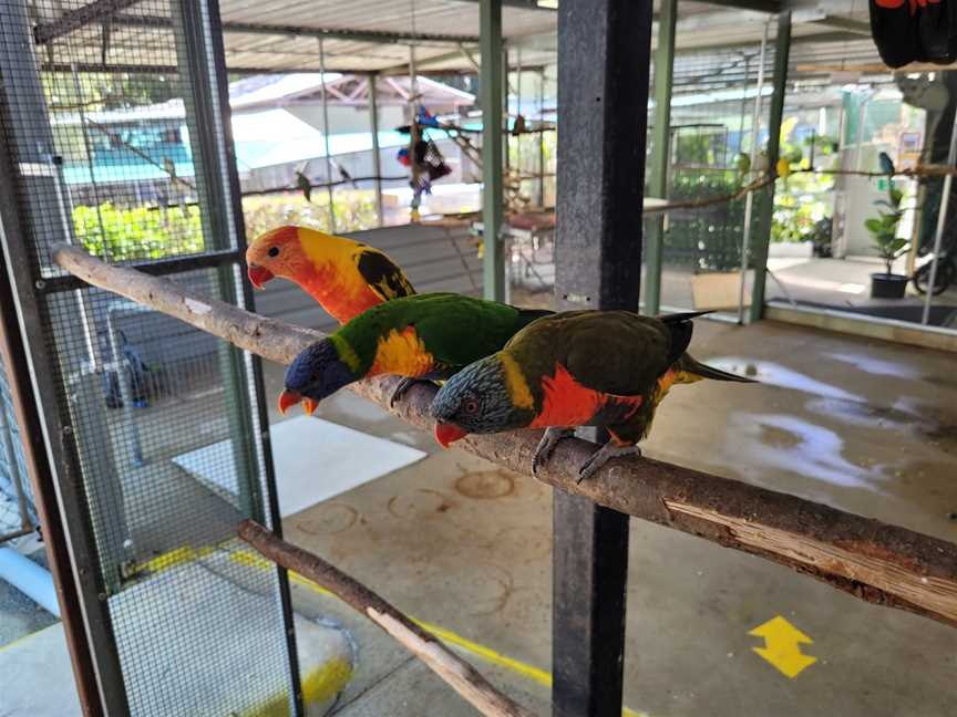 Parrots In Paradise, Glass House Mountains, QLD