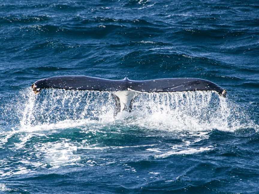 Sea World Whale Watch, Main Beach, QLD