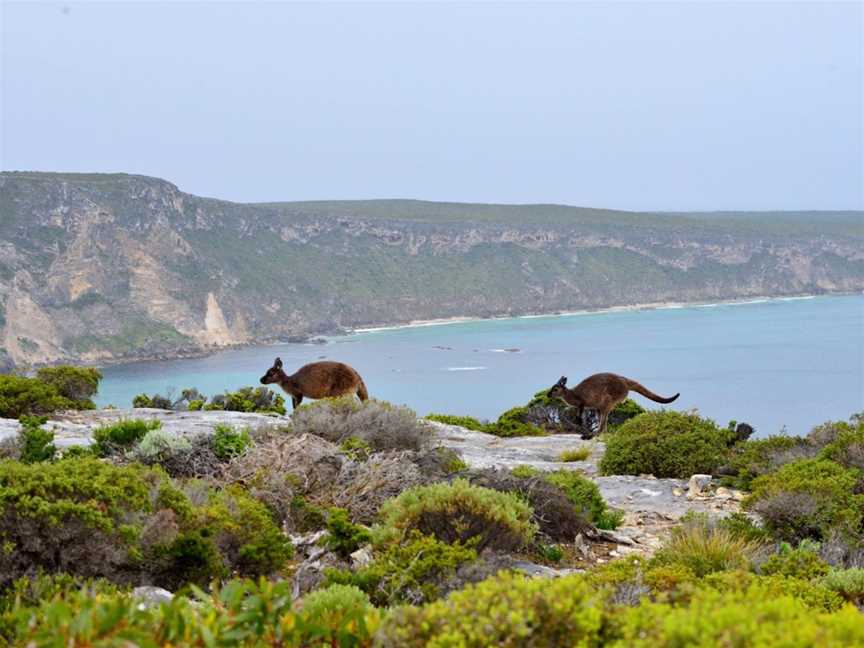 Kangaroo Island Odysseys, Kingscote, SA