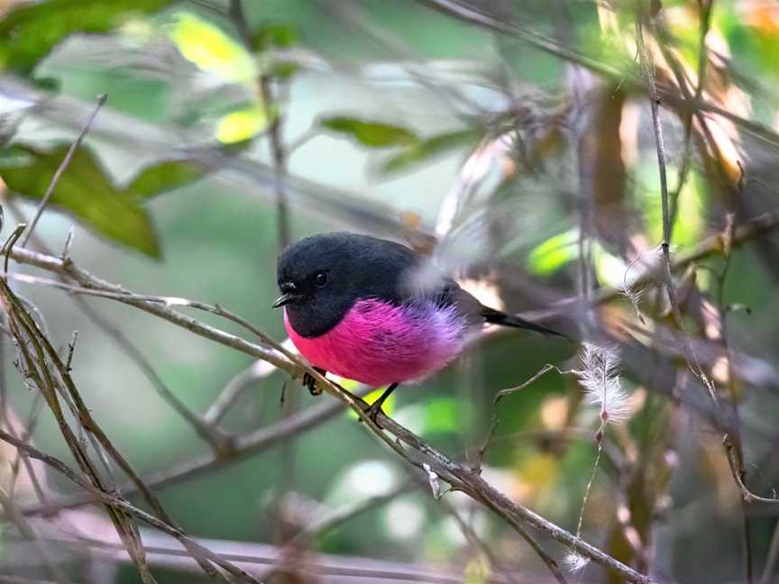 Bruny Island Guided Walks, South Bruny, TAS