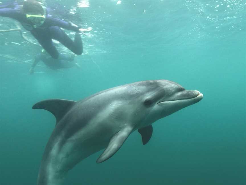 Polperro Dolphin Swims, Sorrento, VIC