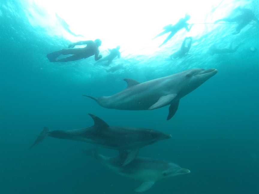 Sea All Dolphin Swims, Queenscliff, VIC